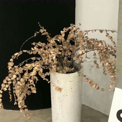 兽设创意设计灵感兽圈群